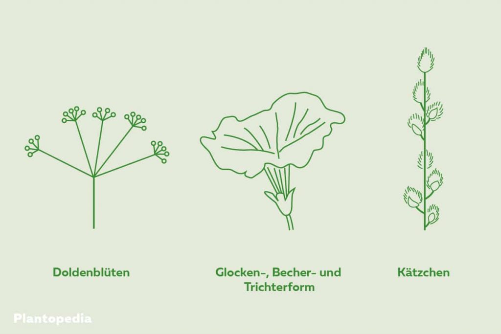 Formen von Blüten, z.B. Doldenförmig