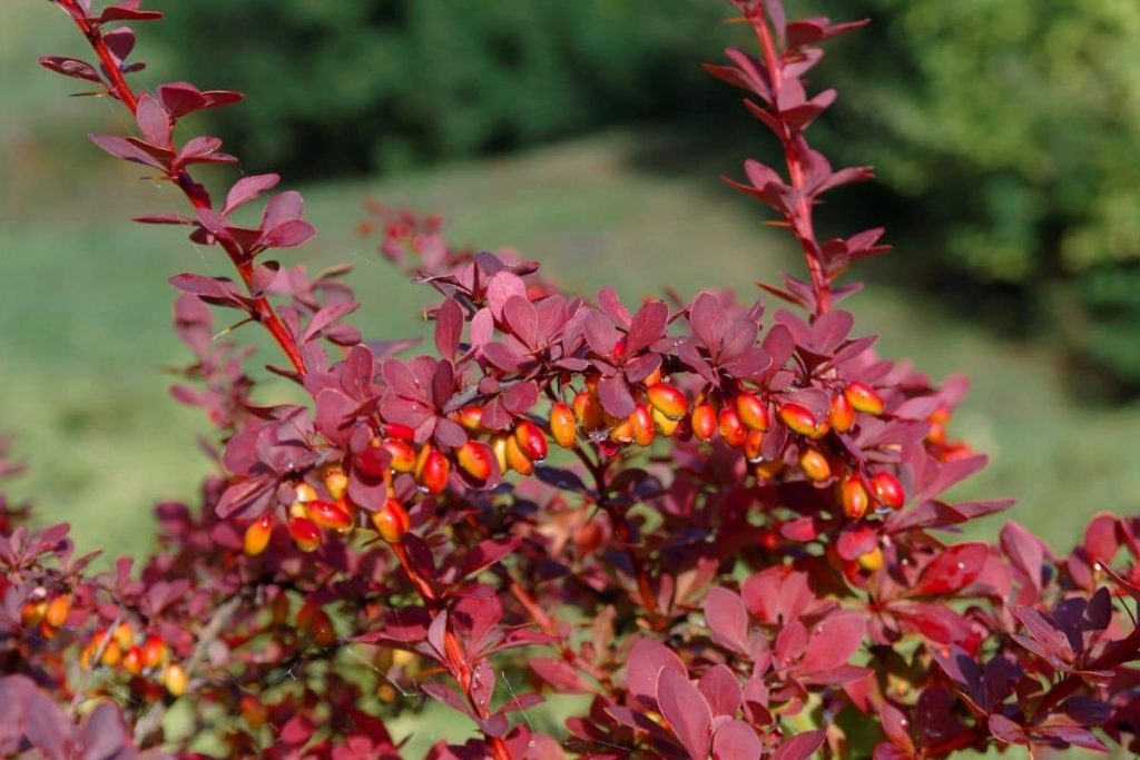 Blutberberitze, Rote Blätter