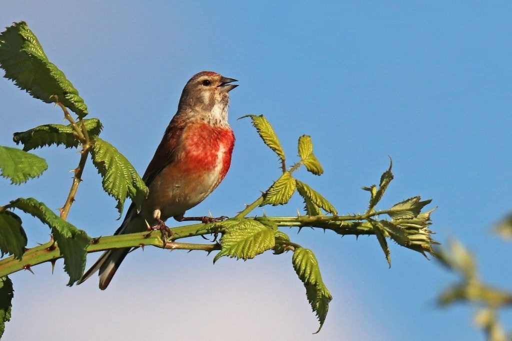 Bluthänfling, Vögel mit rotem Bauch