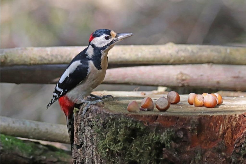 Buntspecht als Nussknacker