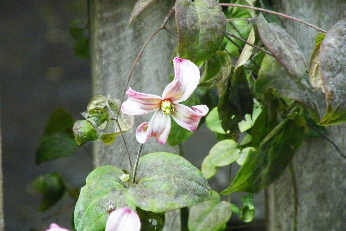 Grauschimmel, Blattkrankheit an Clematis