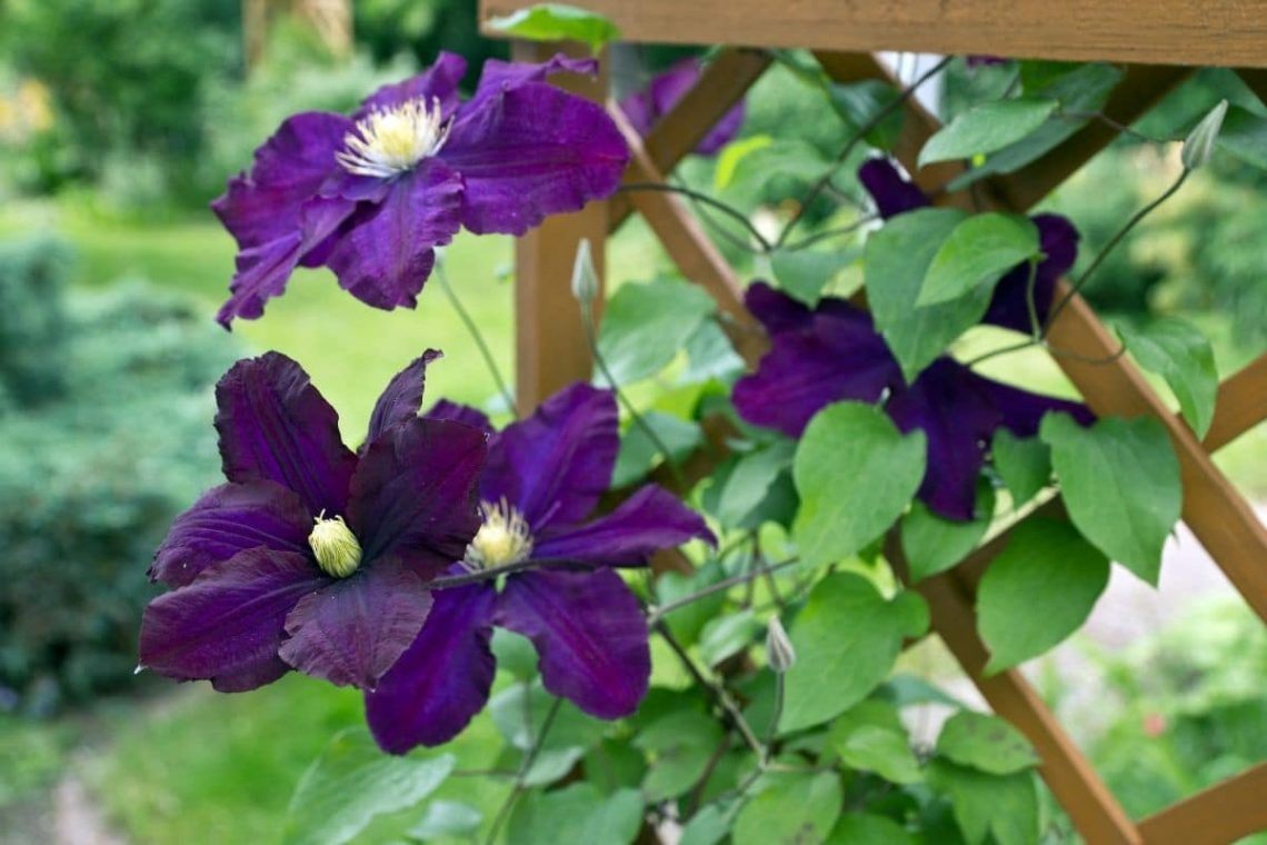 Clematis an einer Rankhilfe