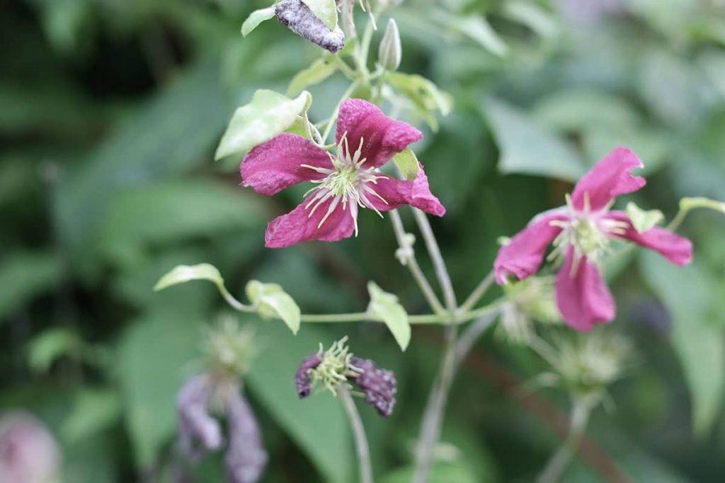 Clematis-Welke