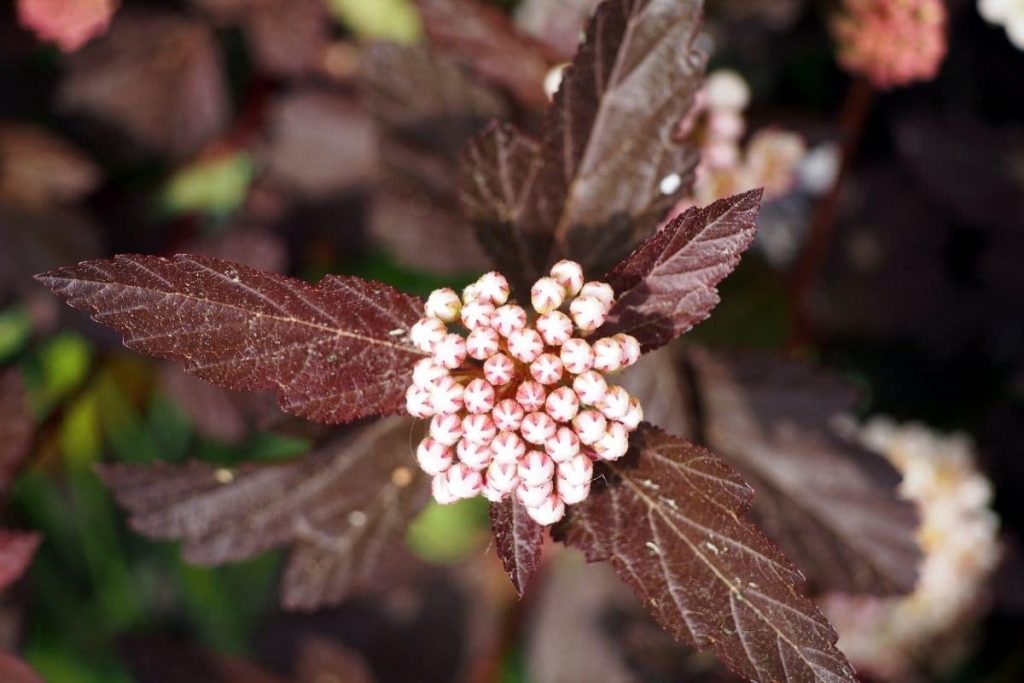 Dunkelrote Blasenspiere, Rote Blätter