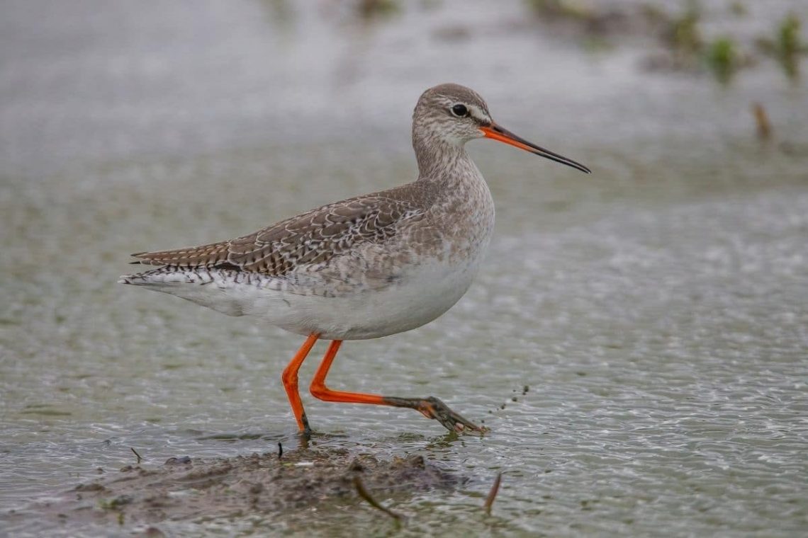 dunkler Wasserläufer, Vögel mit rotem Schnabel