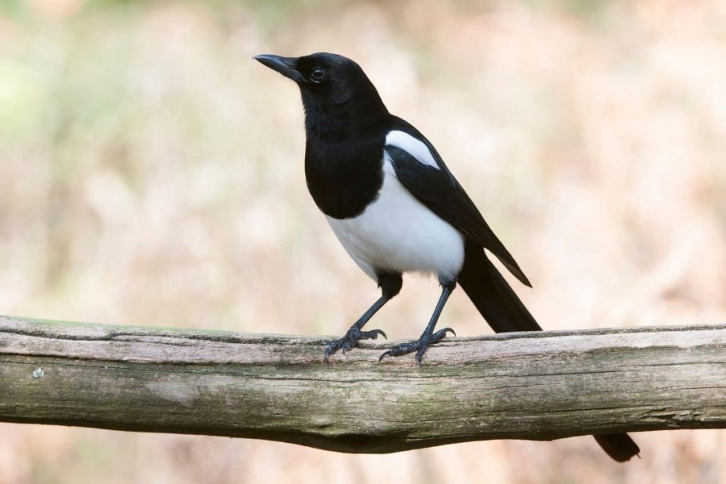 Elster, Vögel mit schwarzem Kopf