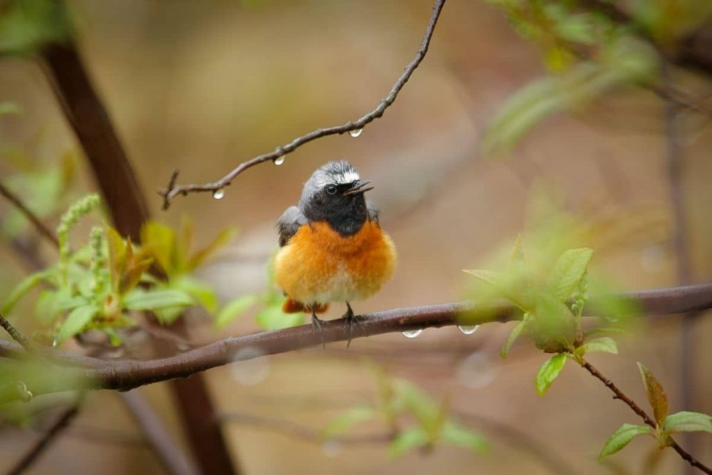 Gartenrotschwanz, Vögel mit rotem Bauch