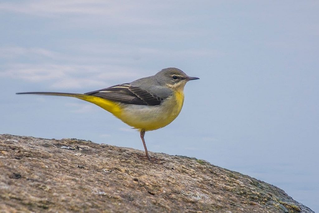 Gebirgsstelze, Vögel mit gelbem Bauch