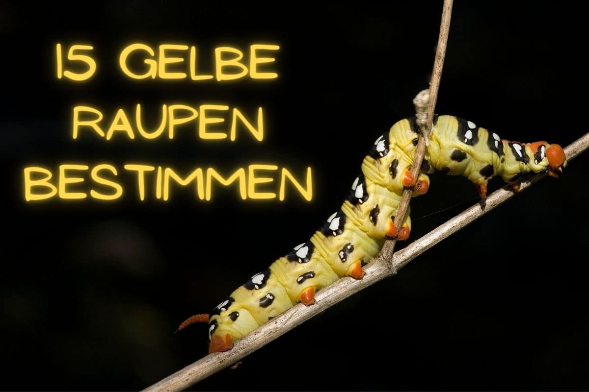 gelbe Raupen - Titel