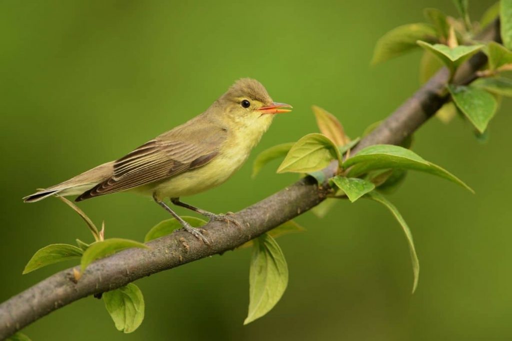 Gelbspötter, Vögel mit gelbem Bauch