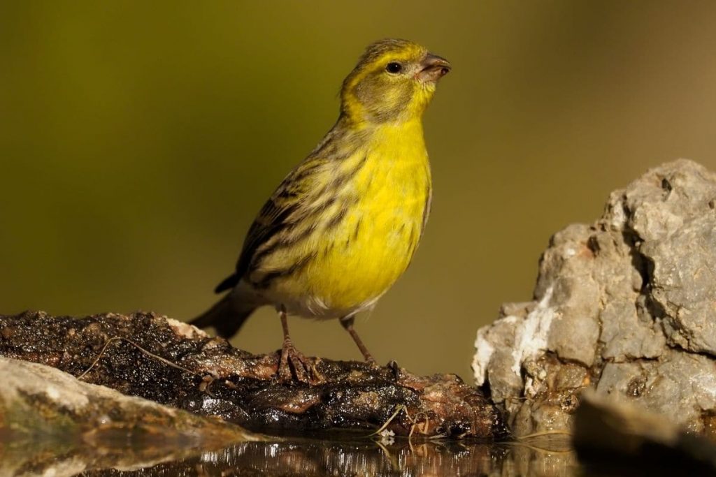 Girlitz, Vögel mit gelbem Bauch