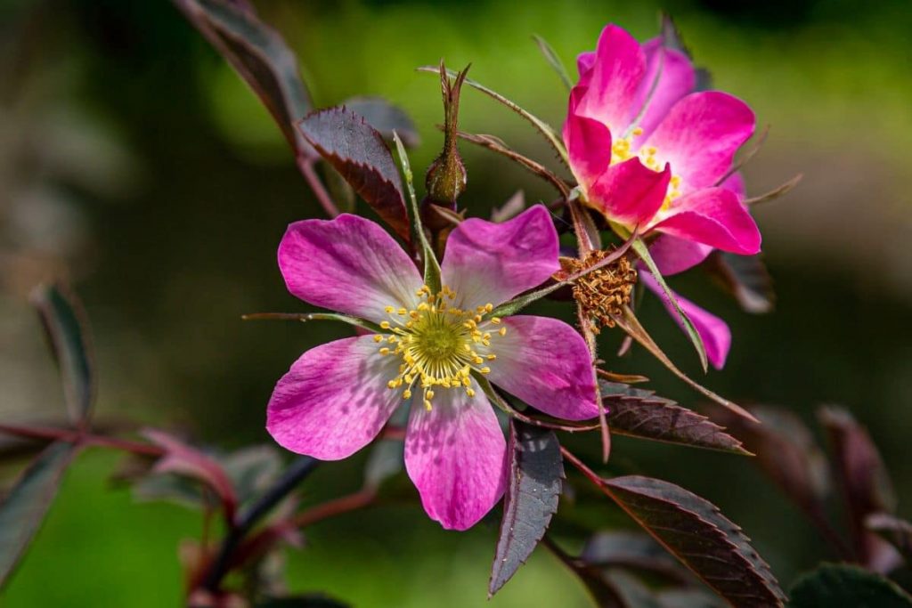 Hechtrose, Rote Blätter