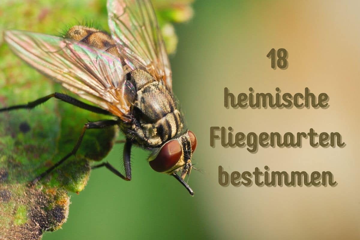 heimische Fliegenarten - Titel