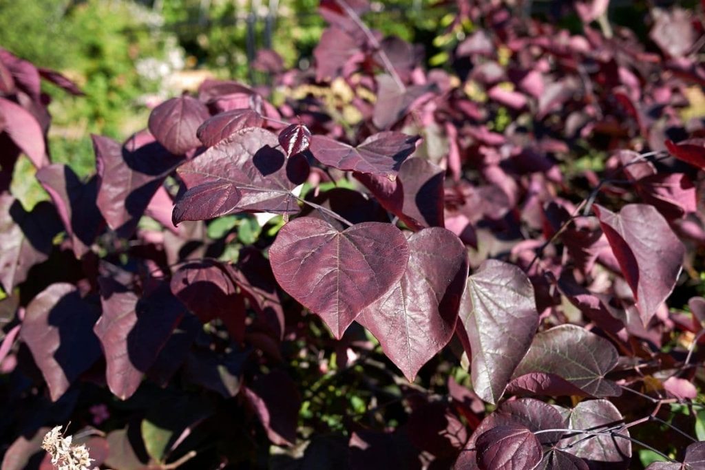 Kanadischer Judasbaum, Rote Blätter