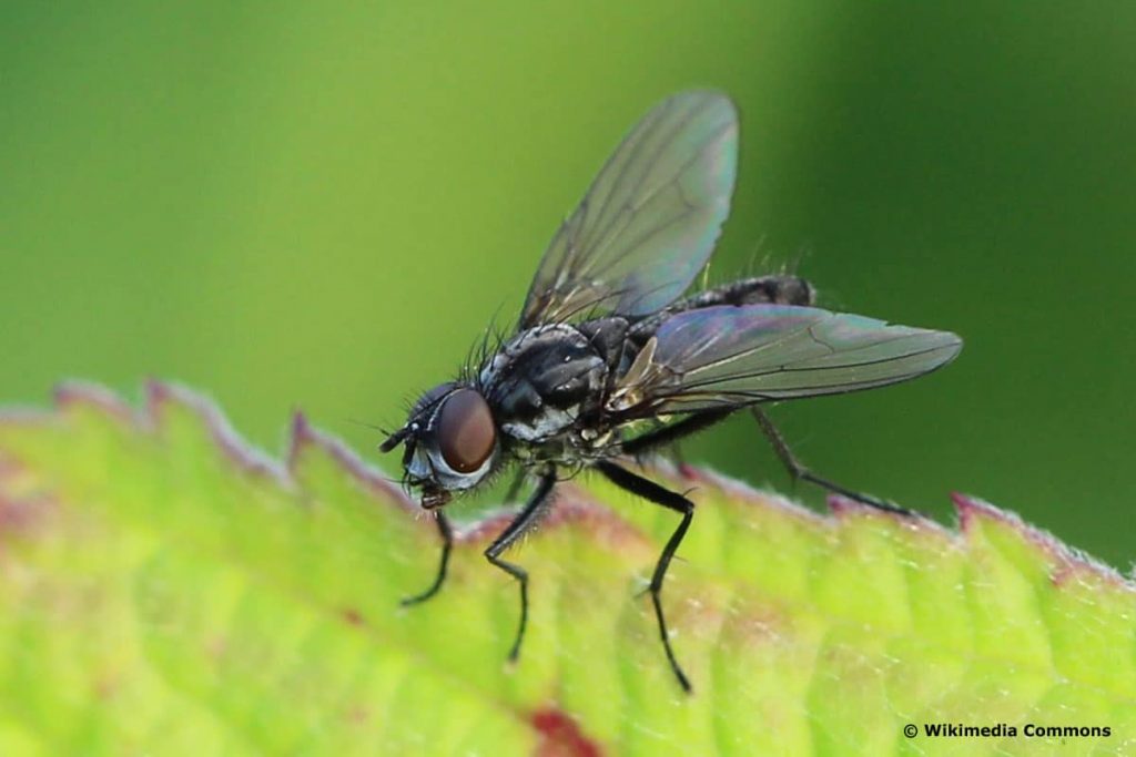 Kleine Kohlfliege