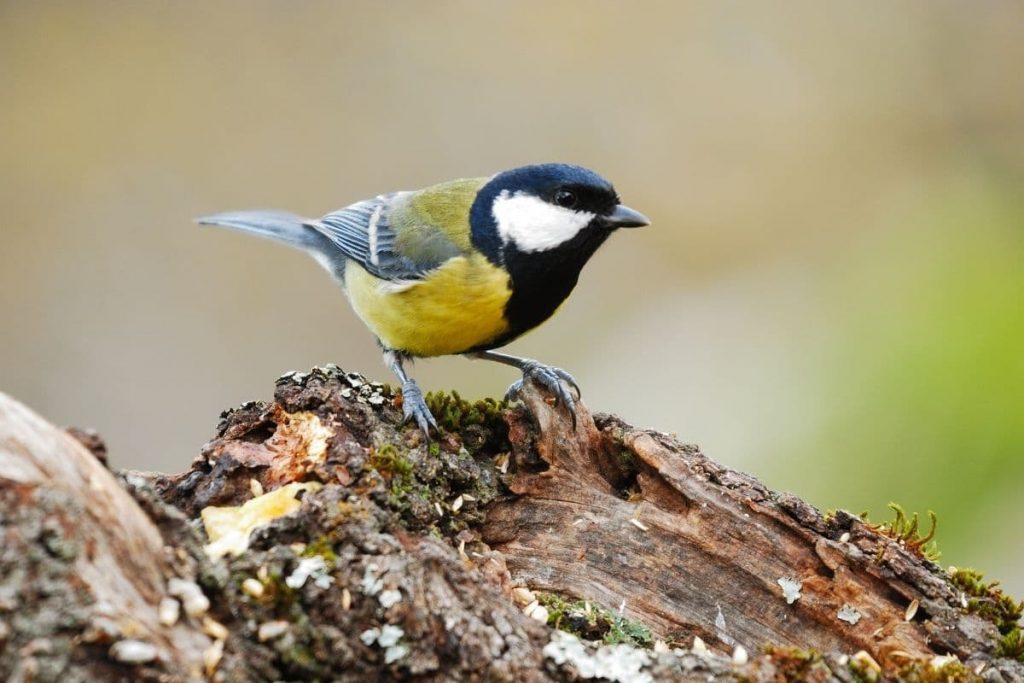 Kohlmeise, Vögel mit gelbem Bauch