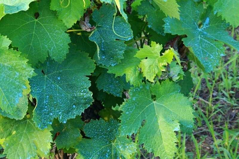 Kupfersulfat im Weinbau