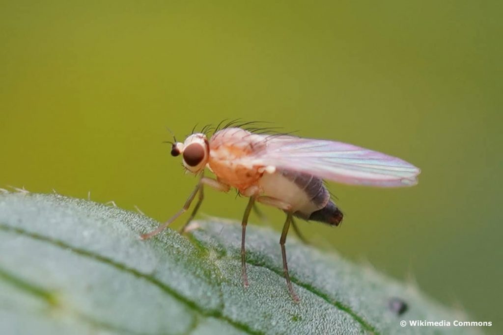 Lauchminierfliege, Fliegenart