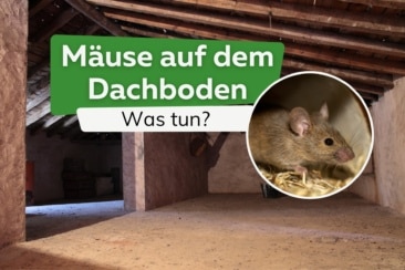 Mäuse auf dem Dachboden vertreiben: was tun?