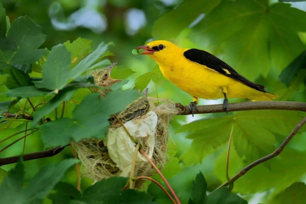 Pirol, Vögel mit gelbem Bauch