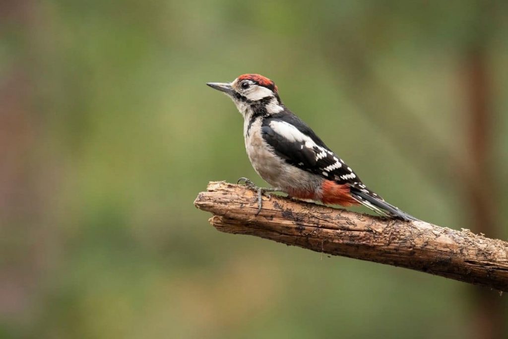 Mittelspecht, Vögel mit roter Haube