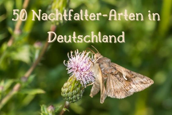 Nachtfalter-Arten - Titel