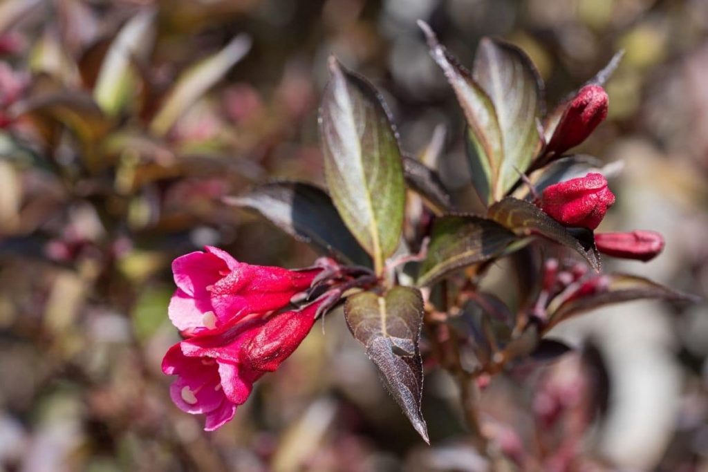 Purpurweigelie, Rote Blätter