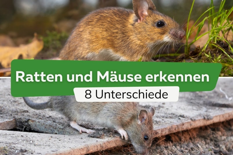 Ratten und Mäuse erkennen: 8 Unterschiede