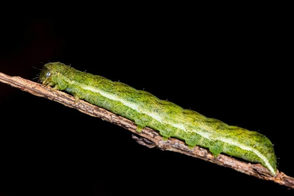 Achateule, Raupen im Juli