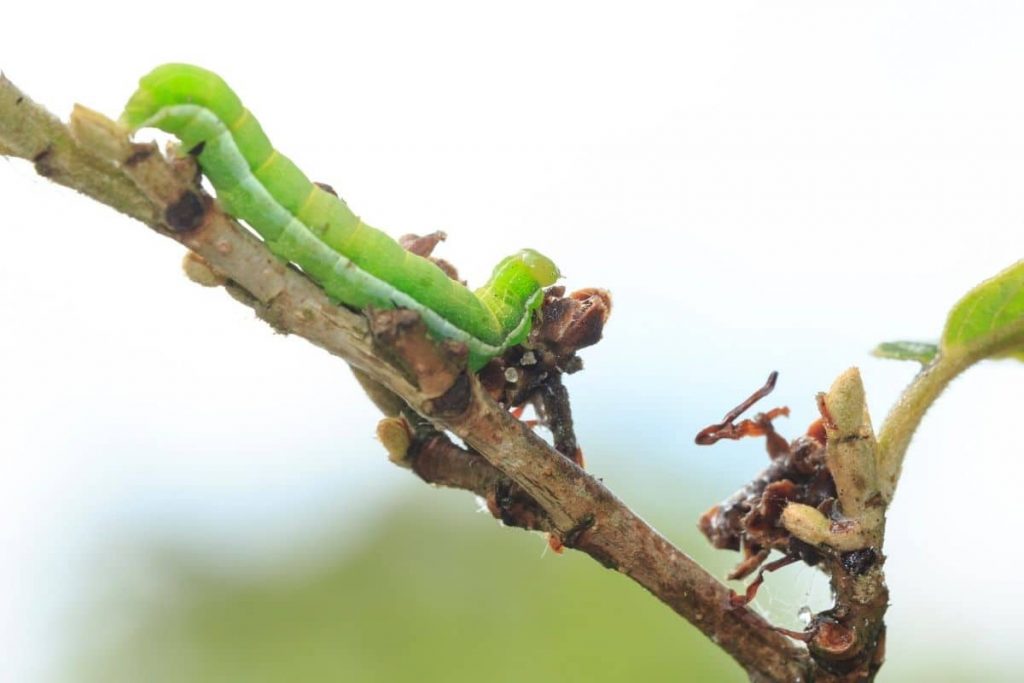 Achateule, Raupen im August