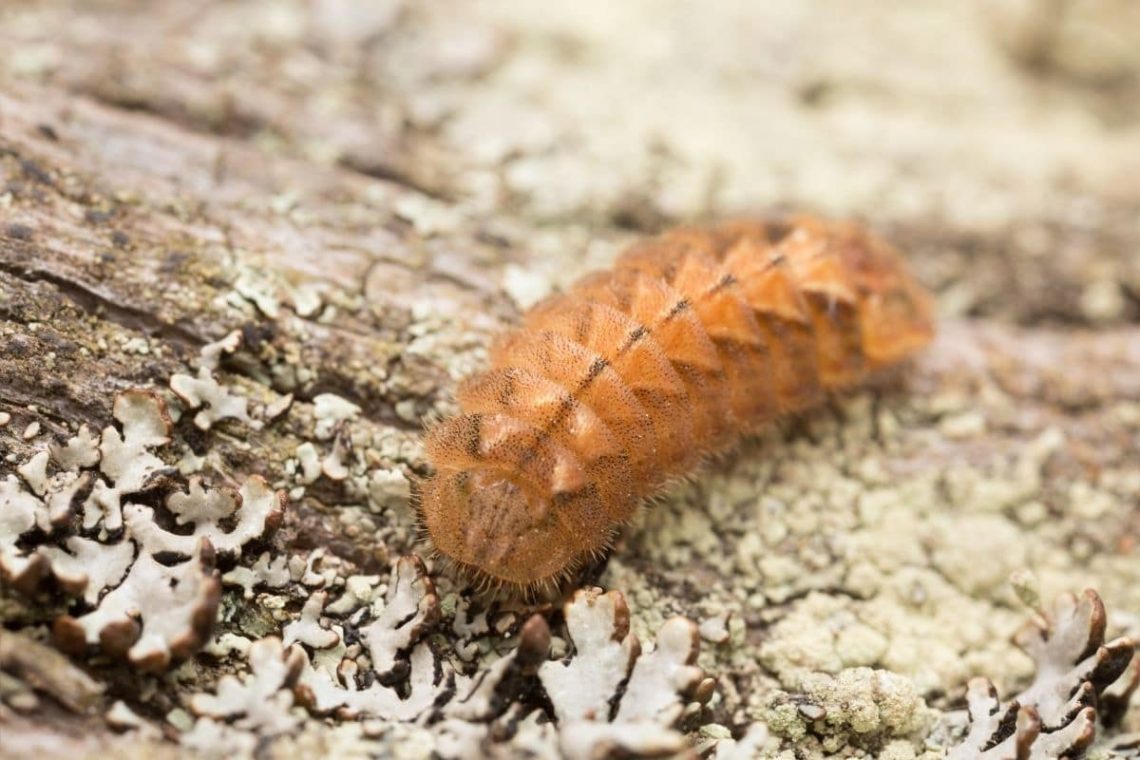 Blauer Eichenzipfelfalter Schmetterlingsraupe