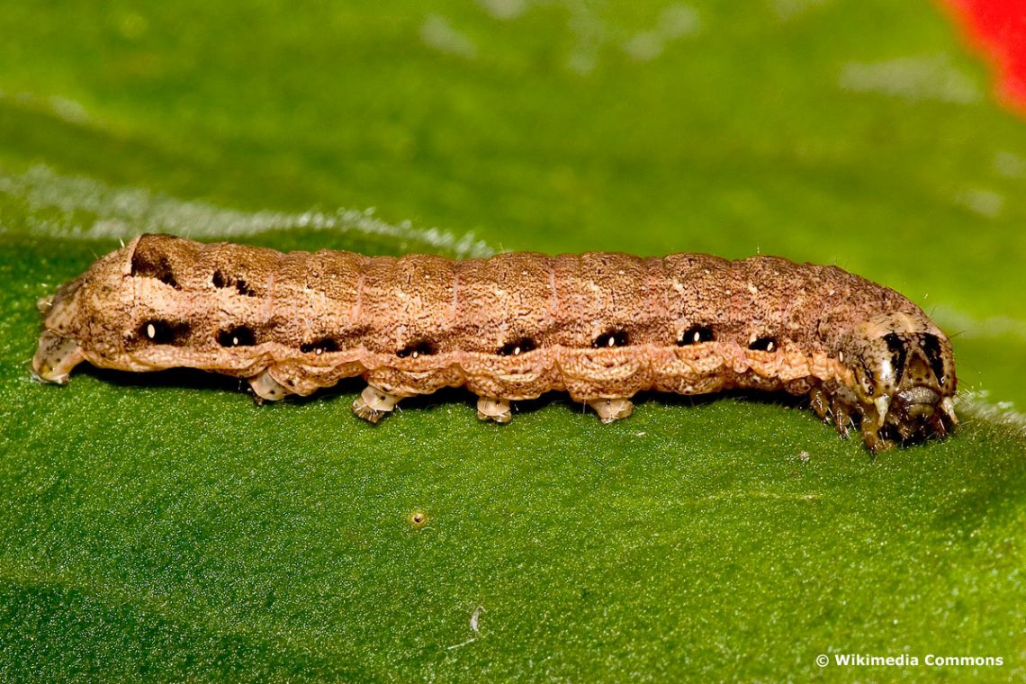 Breitflügelige Bandeule (Noctua comes)