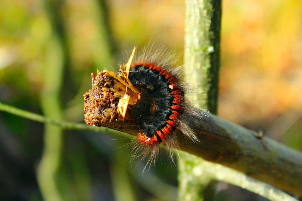 Brombeerspinner, Raupe im April