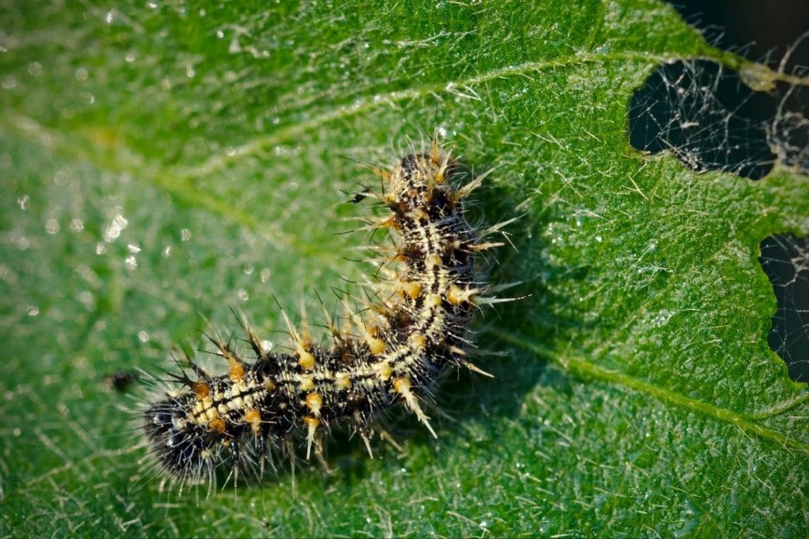 Distelfalter Schmetterlingsraupe