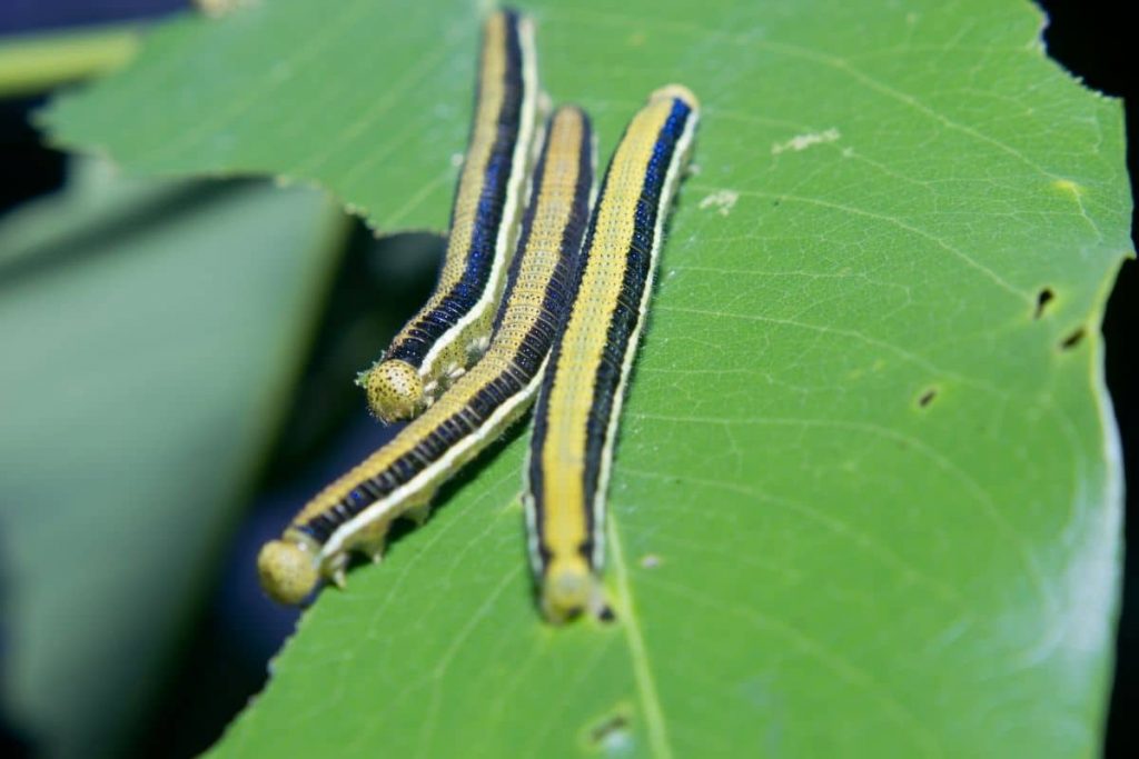 Erbseneule, gelbe Raupe