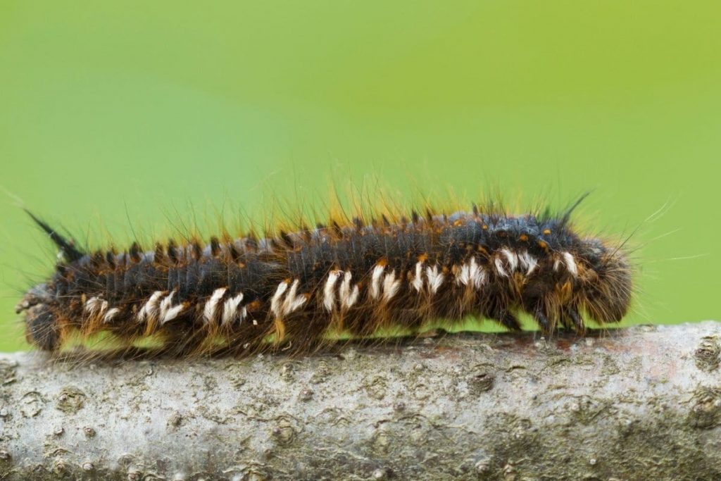 Grasglucke, Raupen im Juli