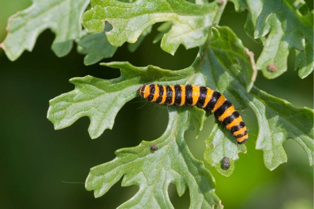 Jacobskrautbär Schmetterlingsraupe