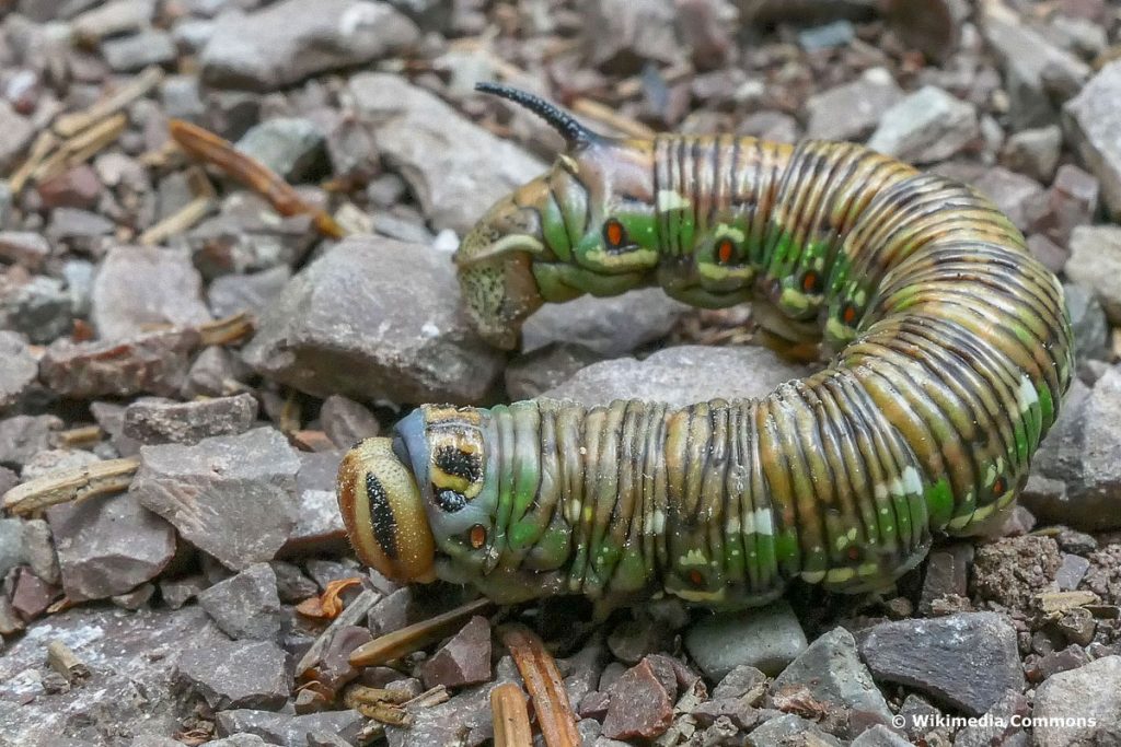 Kiefernschwärmer, Raupen im Juli