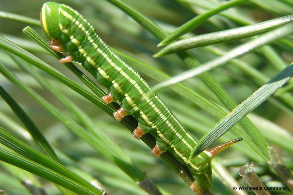 Kieferschwärmer, Raupe mit Stachel