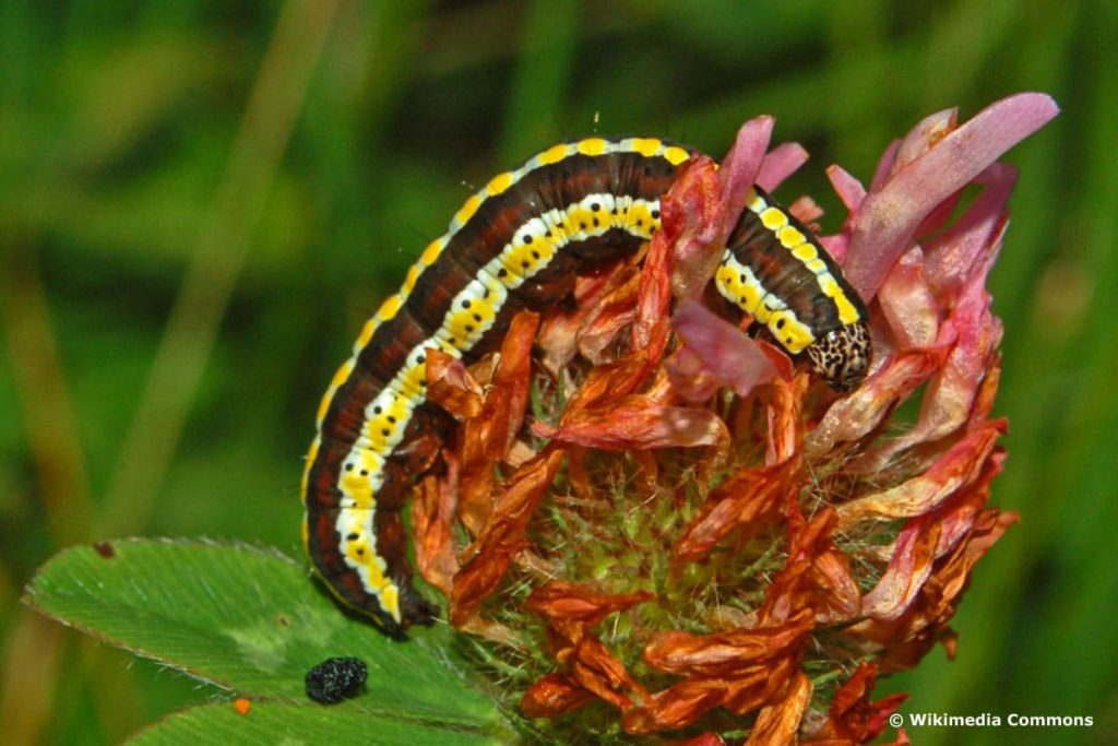 Kräuter-Mönch, gelbe Raupe