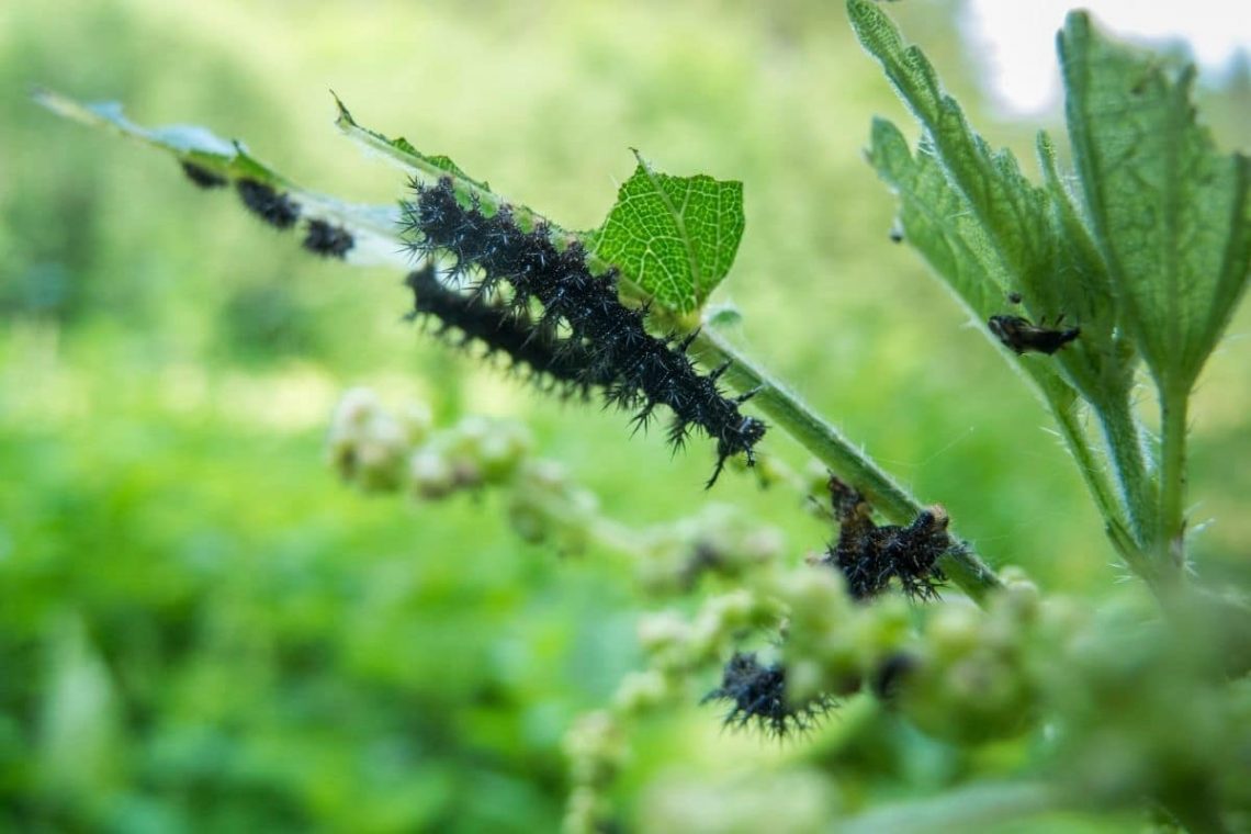 Landkärtchen Schmetterlingsraupe