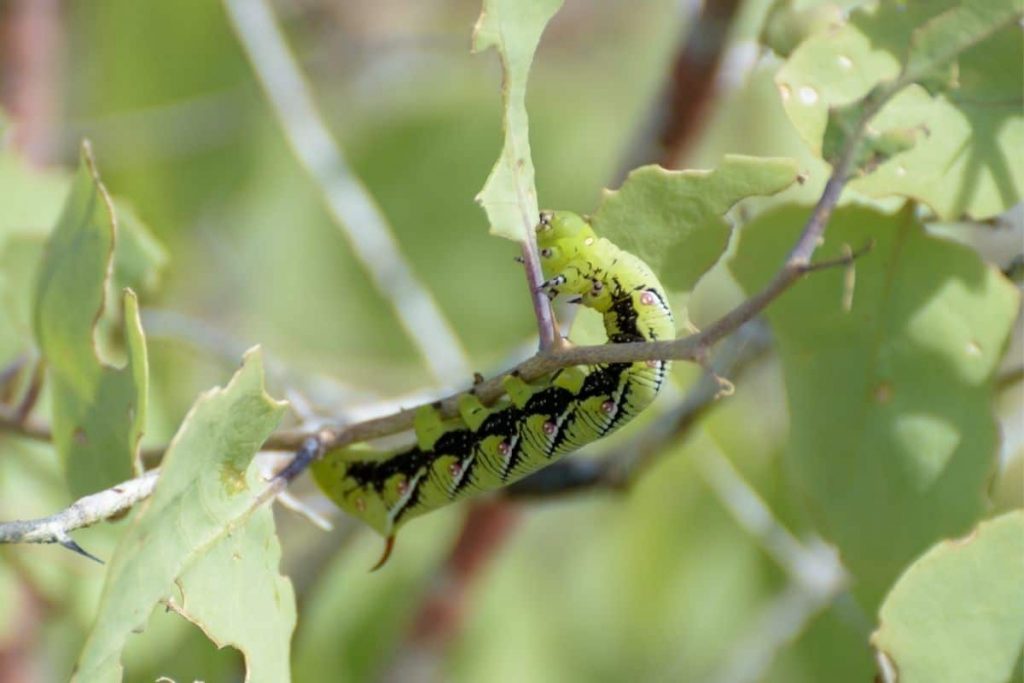 Ligusterschwärmer, Raupe mit Stachel