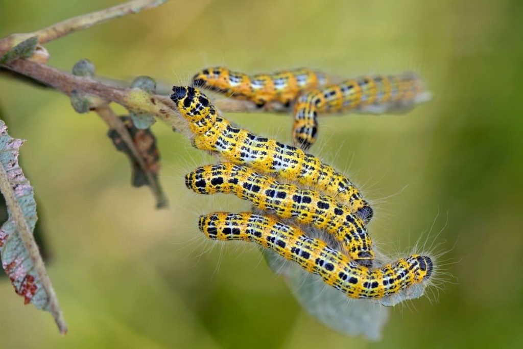 Mondvogel, gelbe Raupe