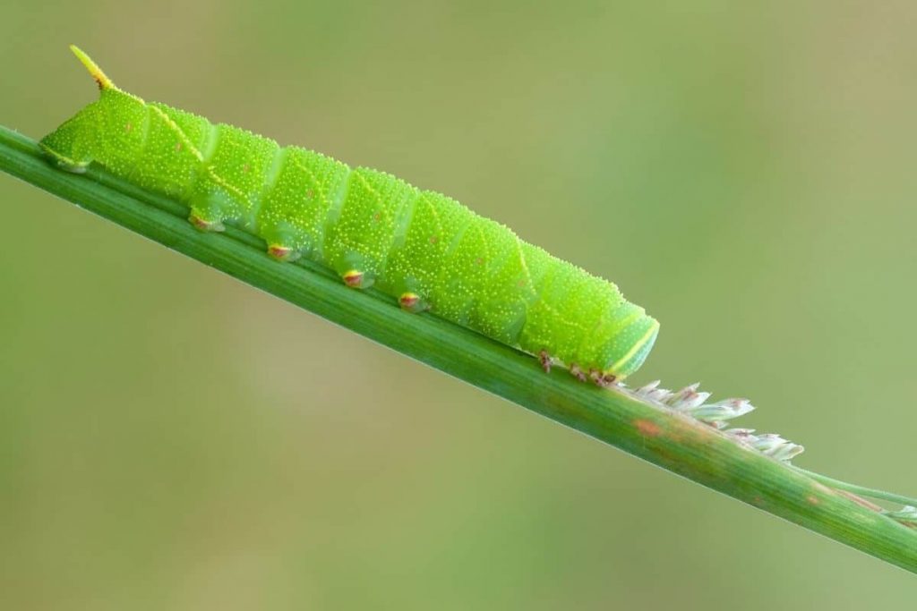 Pappelschwärmer Schmetterlingsraupe