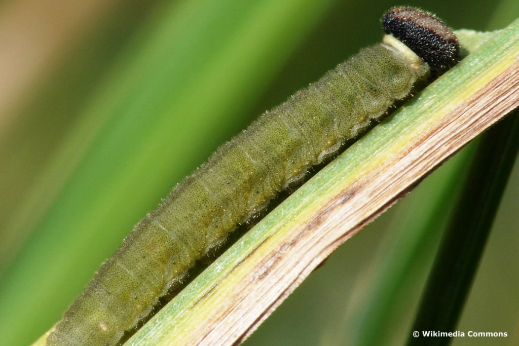 Rostfarbiger Dickkopffalter Schmetterlingsraupe