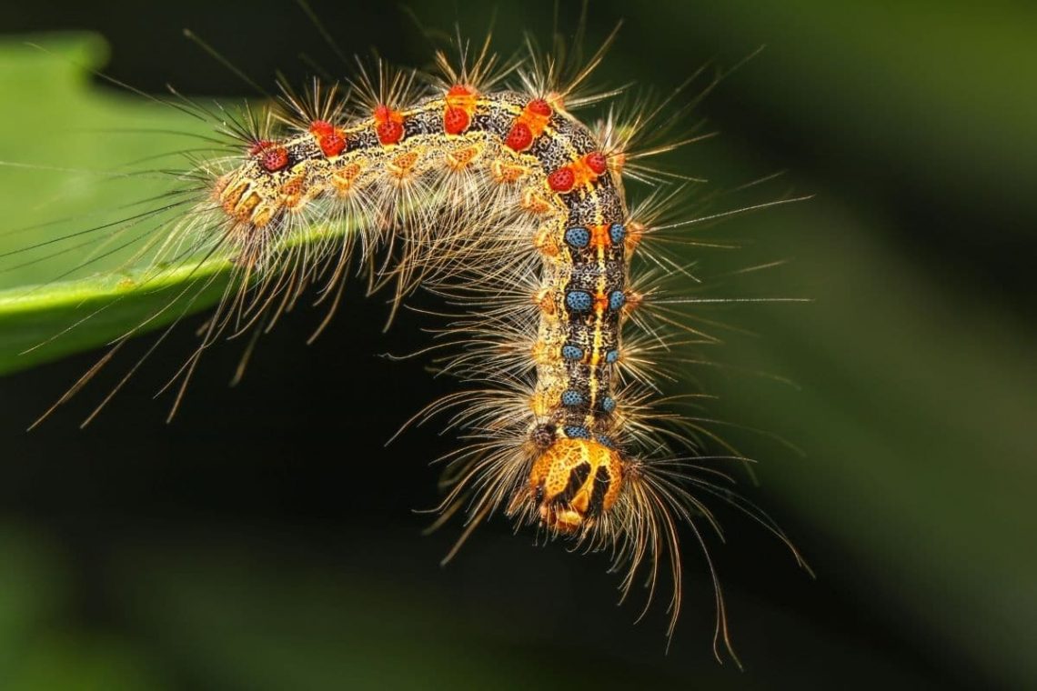 Schwammspinner, Raupen bestimmen