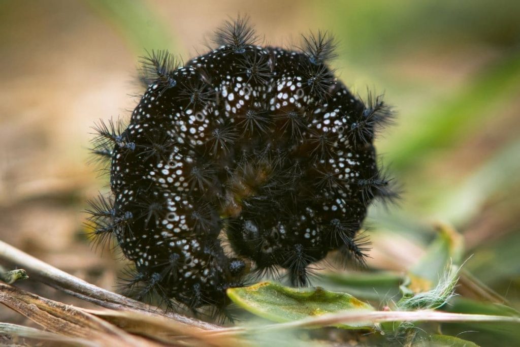 Skabiosen-Scheckenfalter, schwarze Raupe