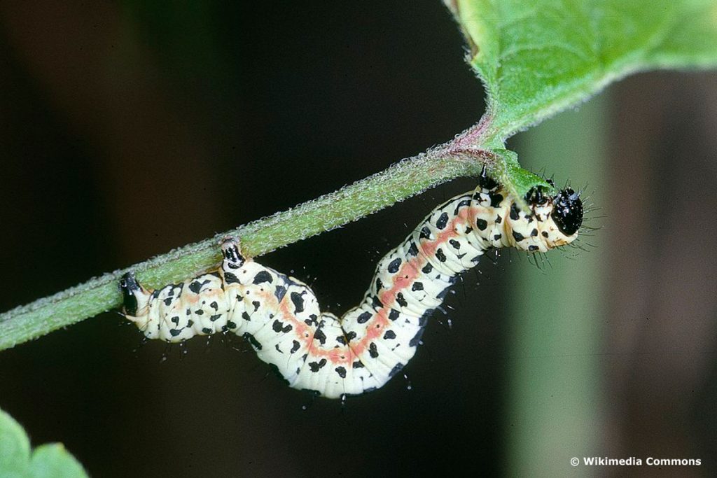 Stachelbeerspanner Schmetterlingsraupe