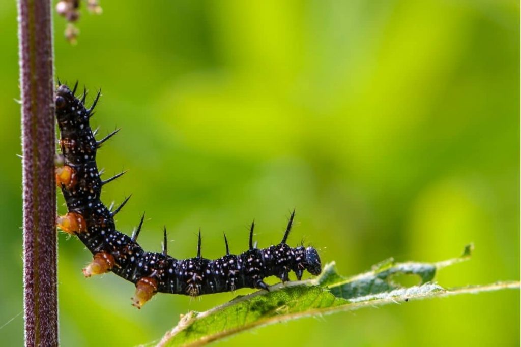 Tagpfauenauge Schmetterlingraupe