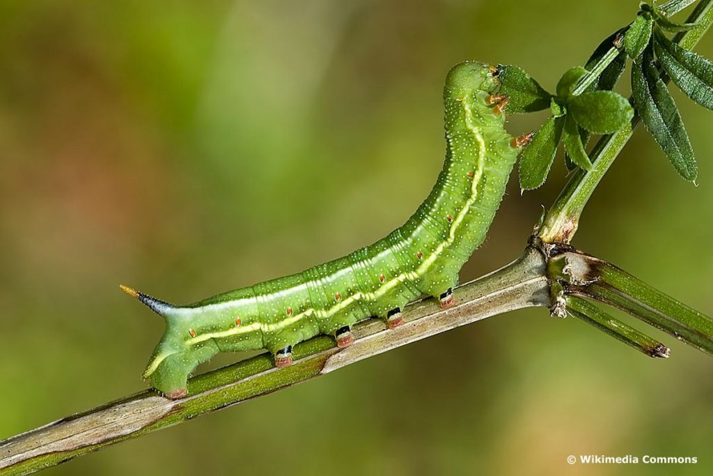 Taubenschwänzchen Raupe